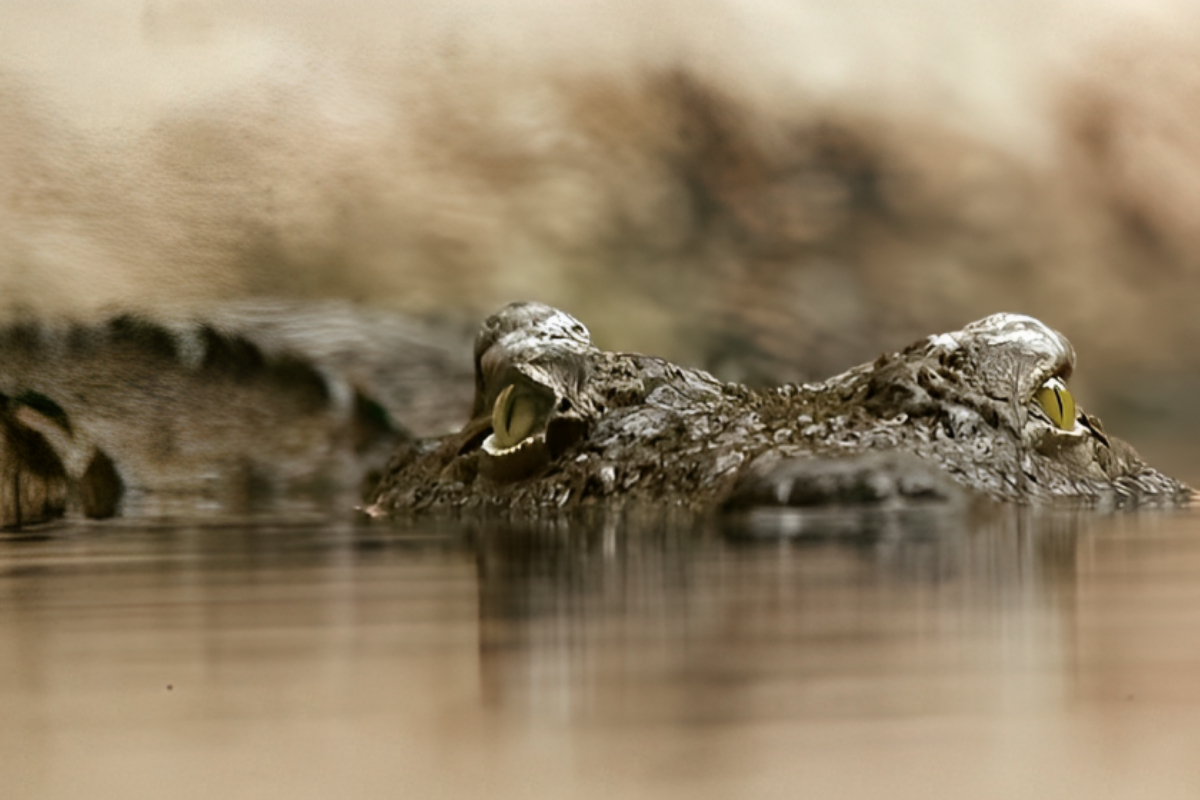Crocodile