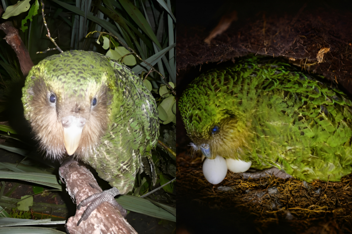 Extinct Birds