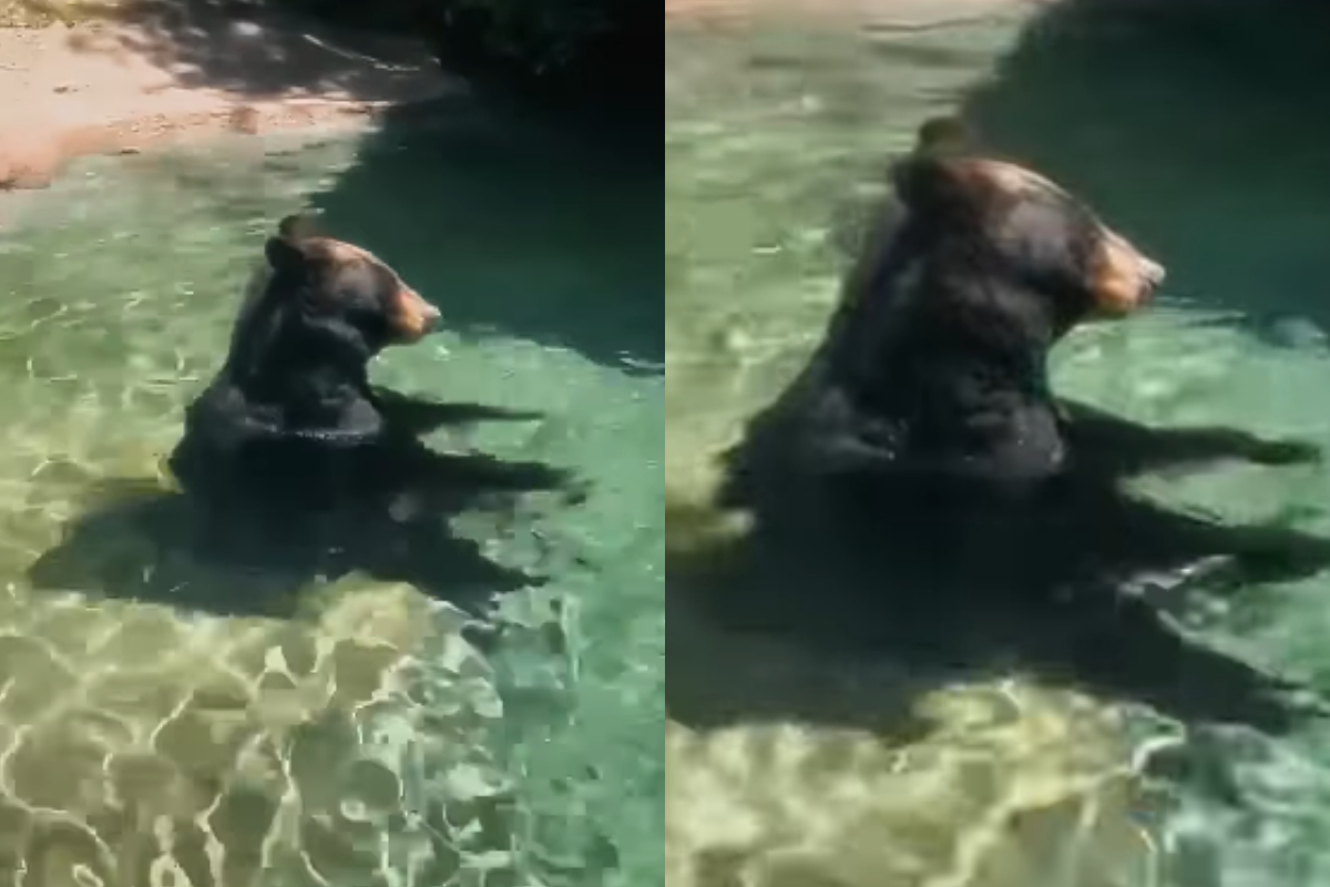 Bear