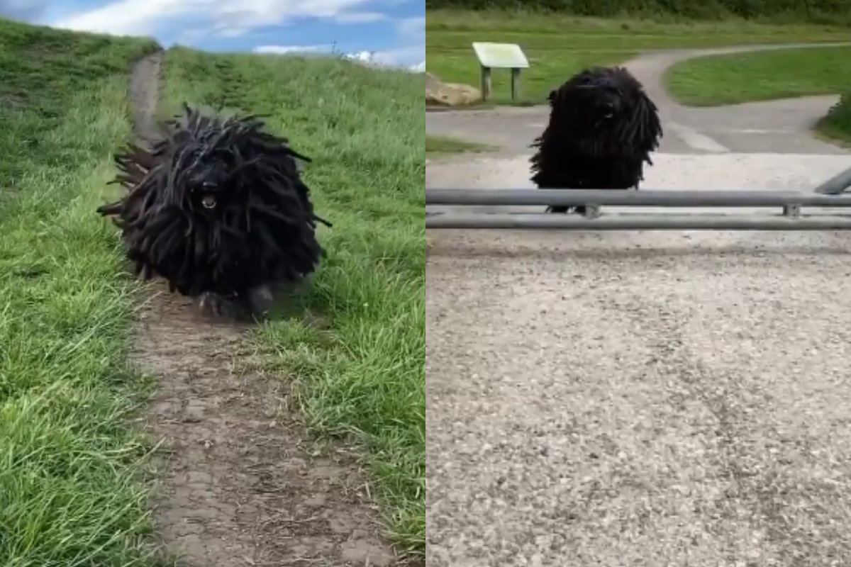Dreadlock Dog