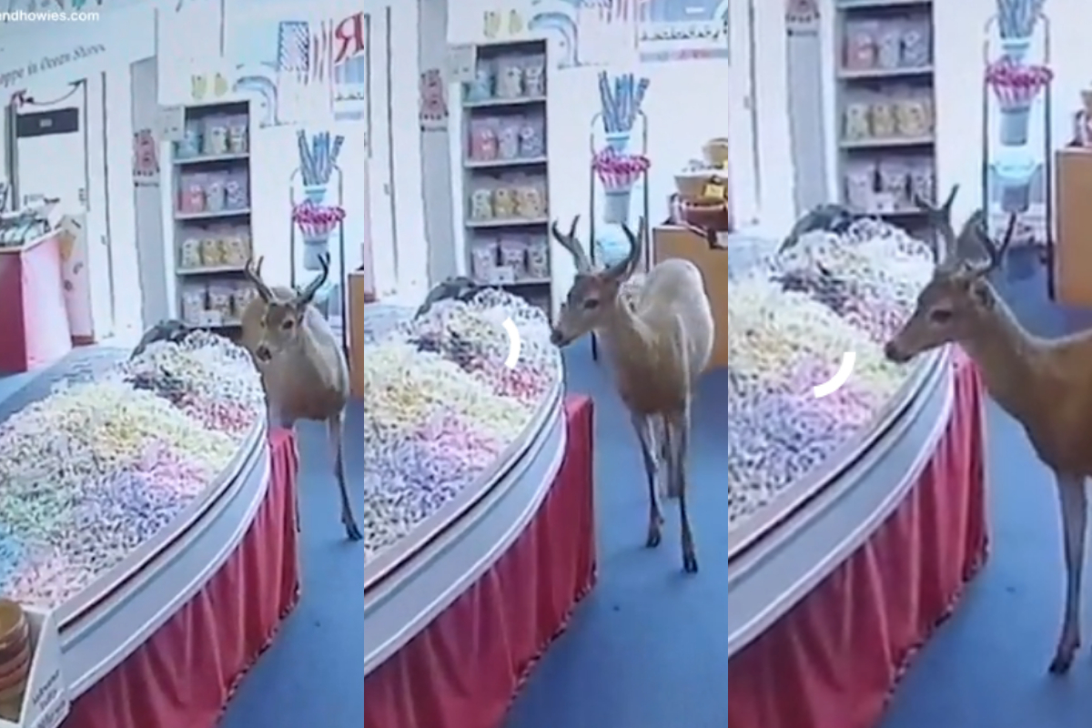 Deer