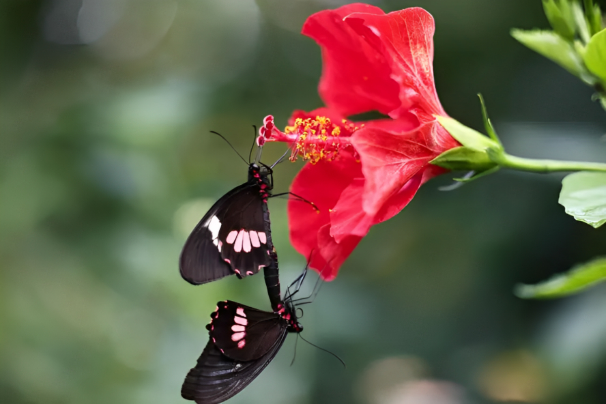 Butterfly Count