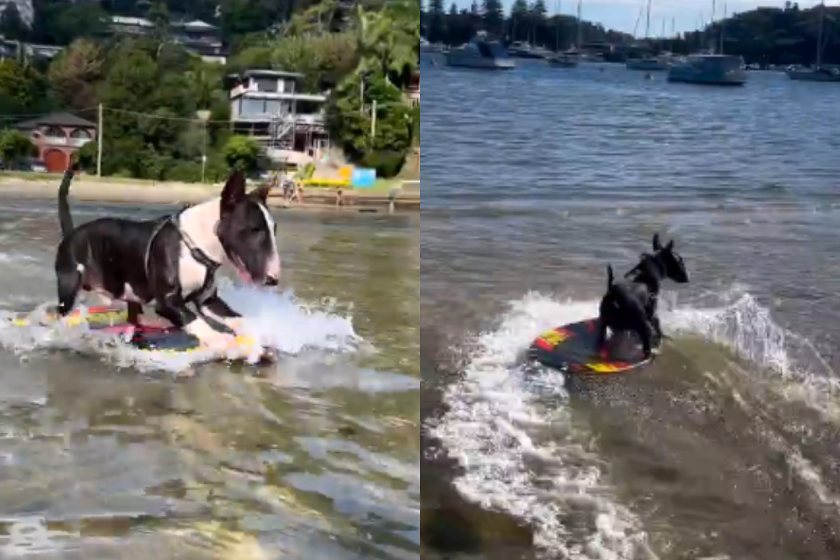 Dog Skimboarding