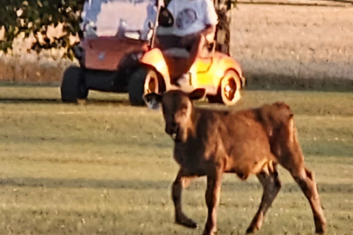 Escaped Calf