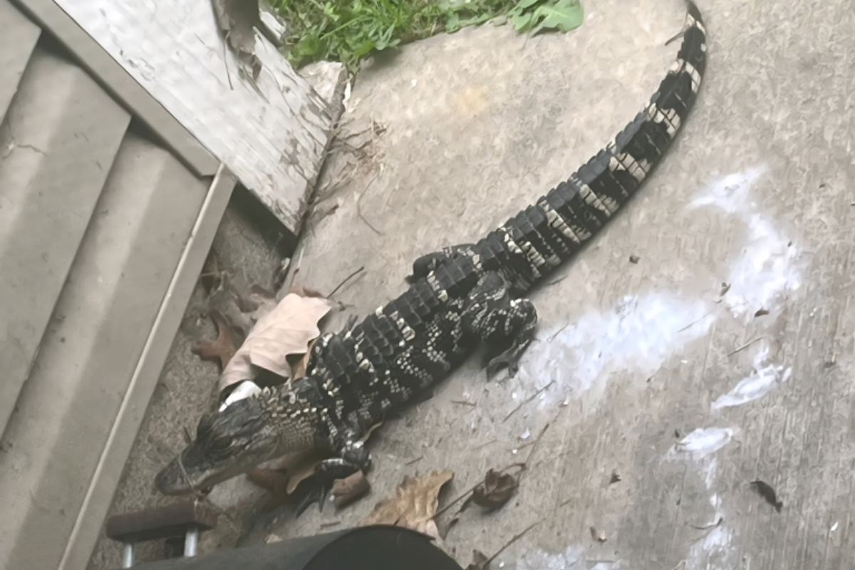 Alligator