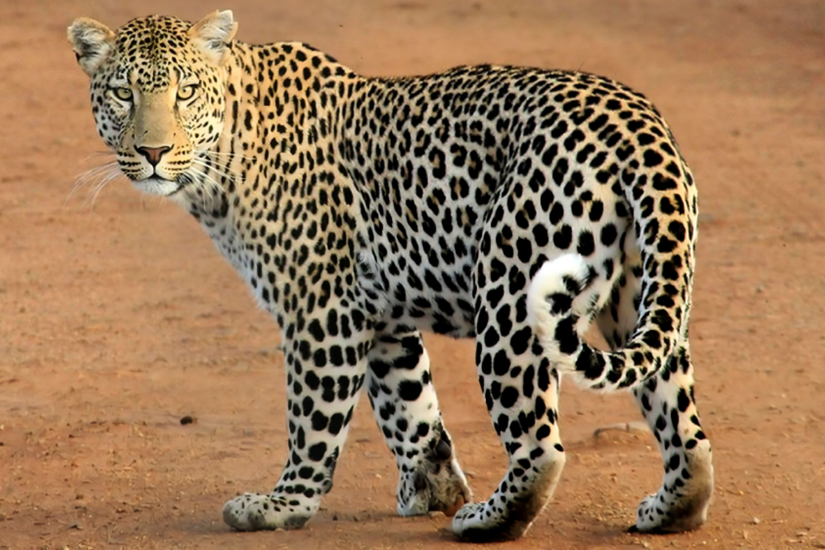 Leopard