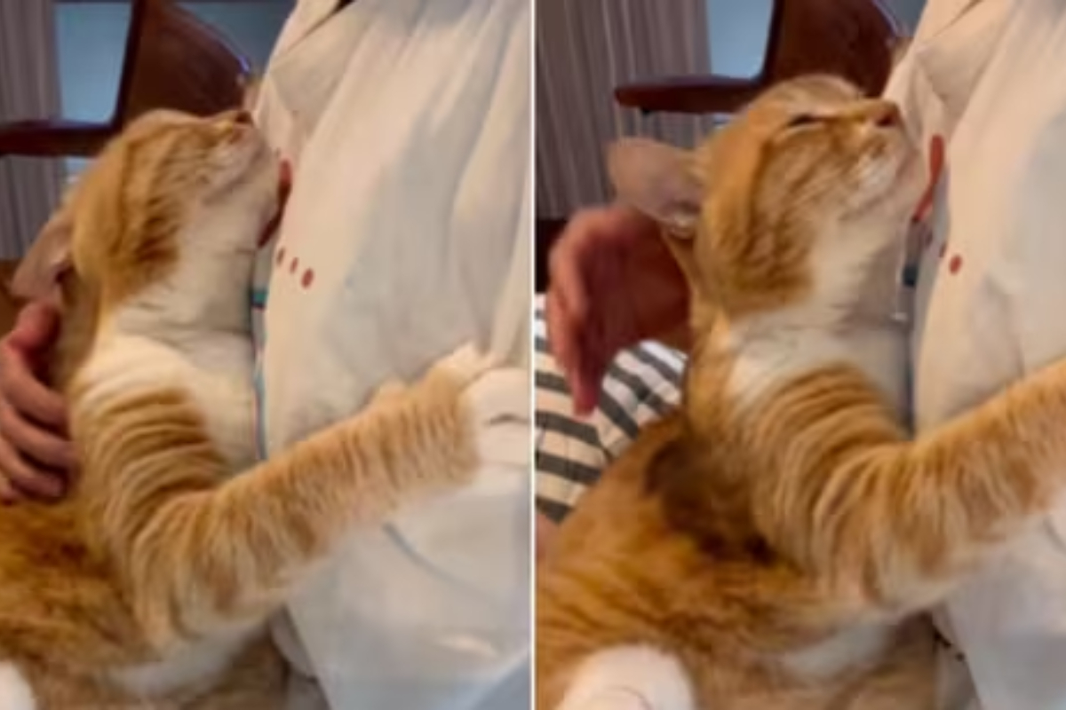 'Life goals': Cat shows love for human in heartwarming photo