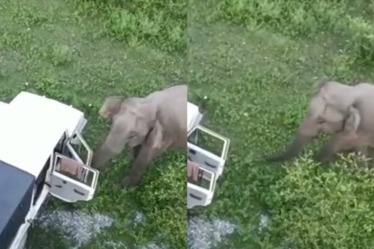 Rogue Elephant Wrecks Forest Officials' Vehicle During Daring Escape