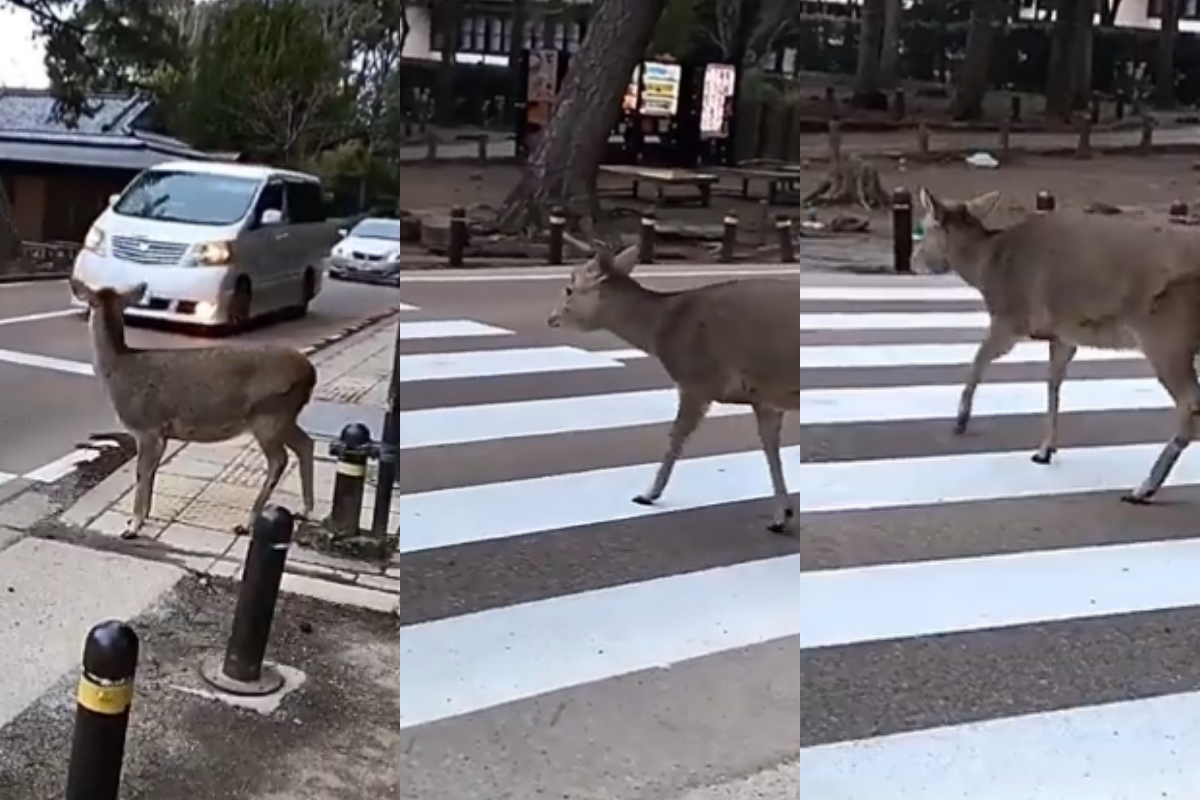 Deer