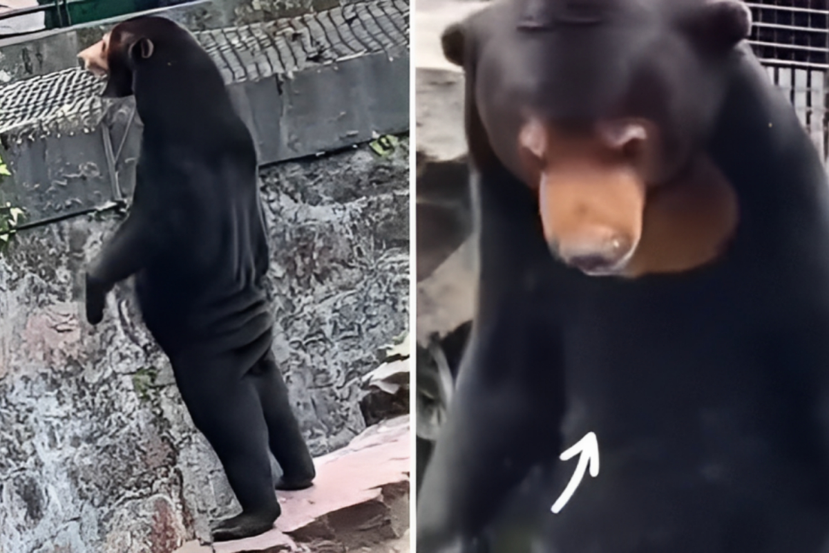 Bear