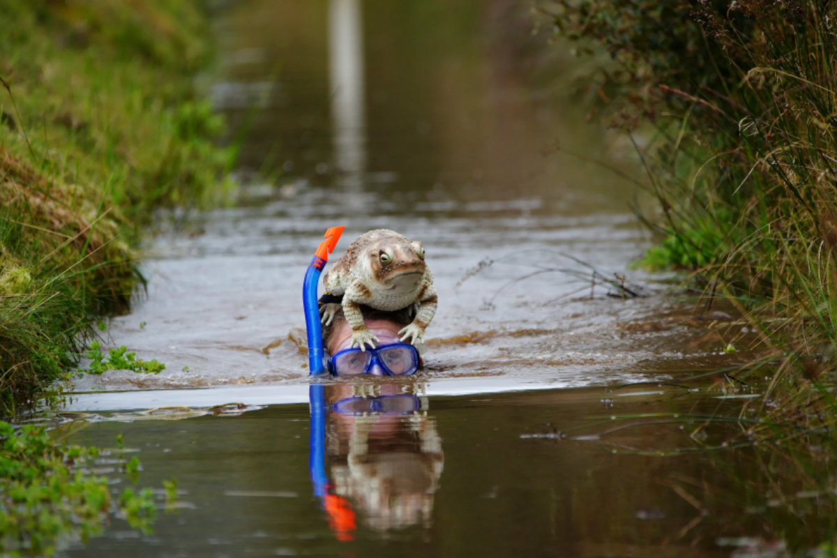 Bog Snorkeling