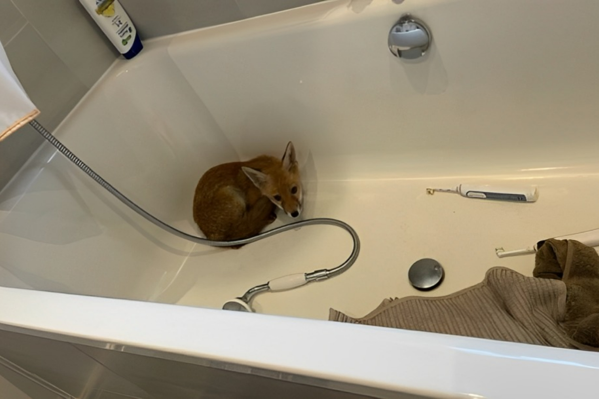 Fox