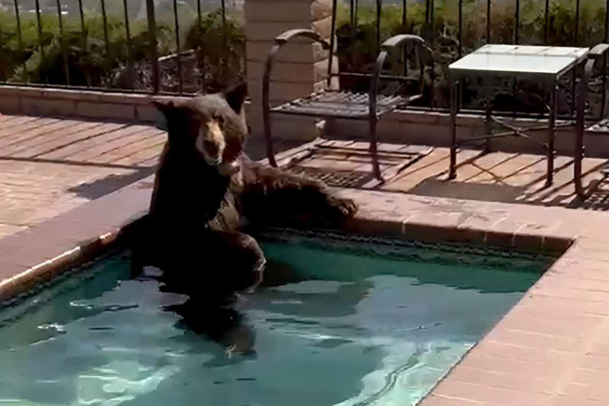 Bear