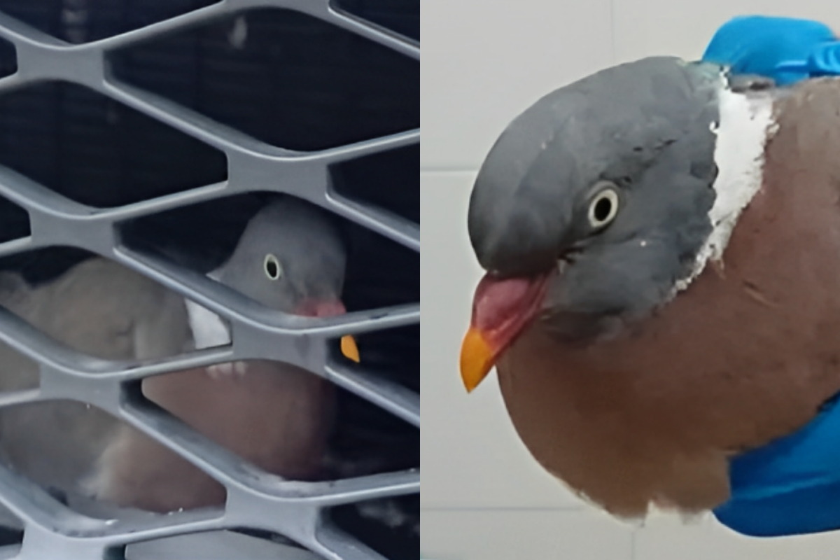 Pigeon