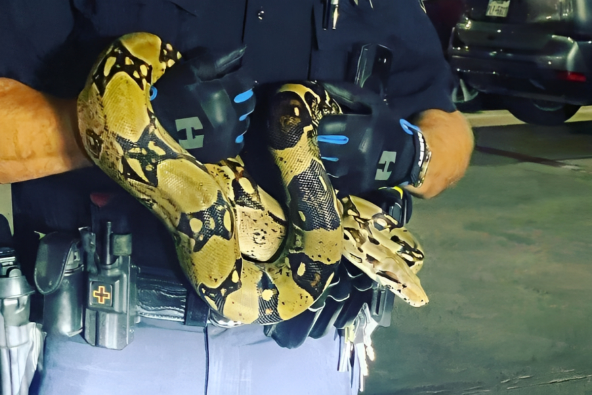 Snake