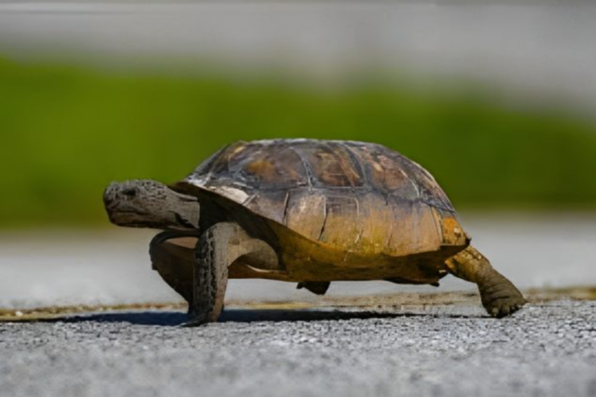 Turtle's Gym Visit Goes Viral