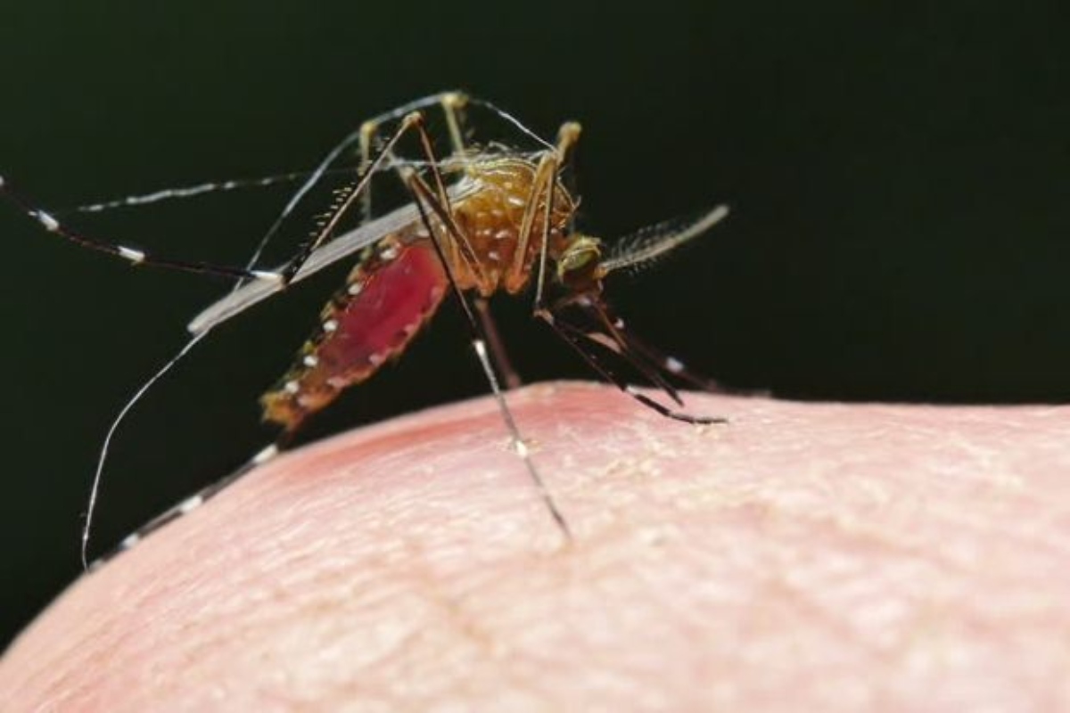Sindh Malaria