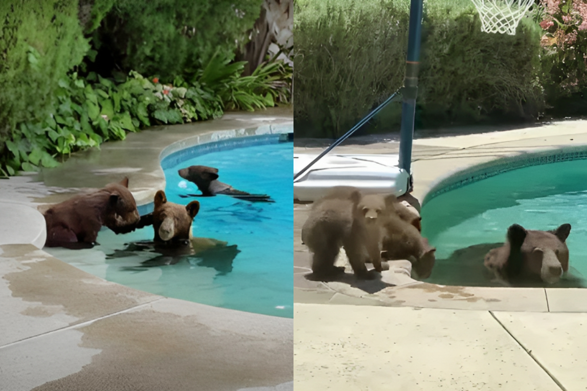 Bear Family