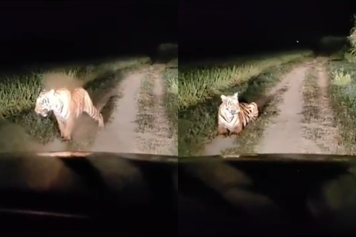 Tiger