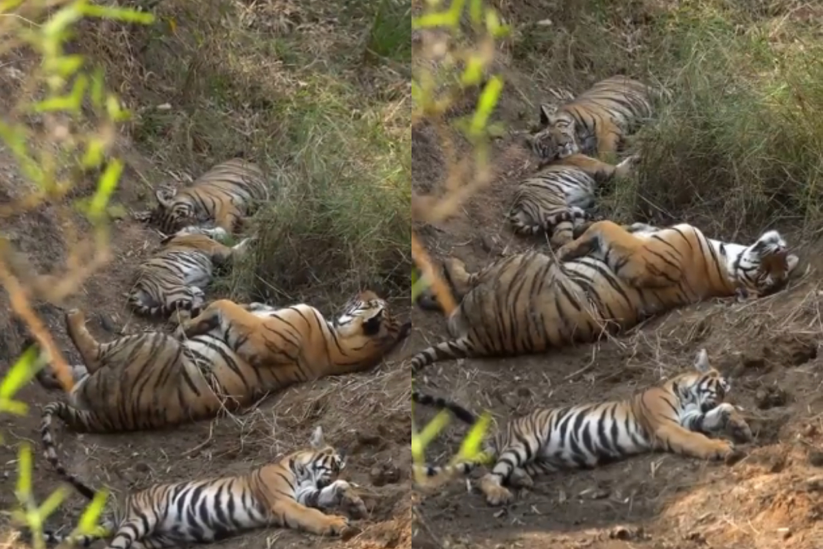 Tiger Family