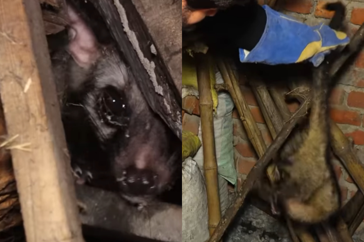 Civet