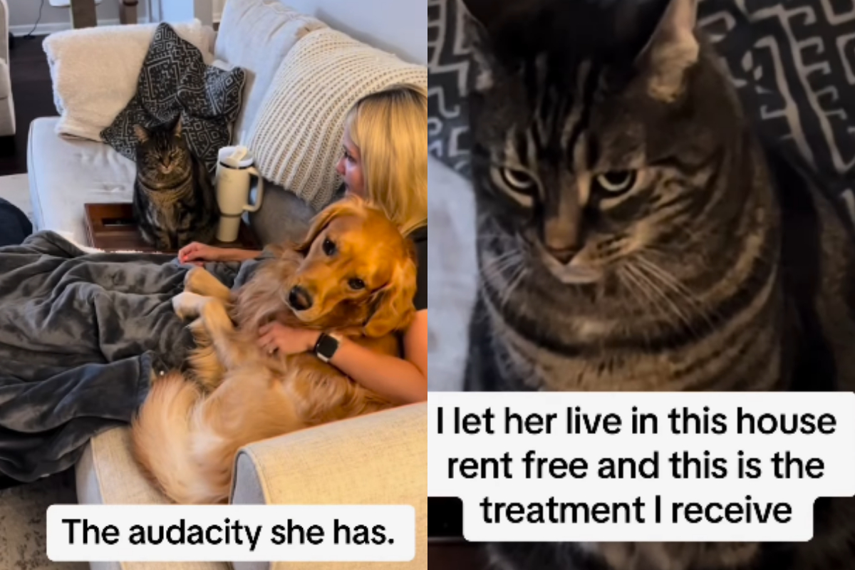 Jealous Cat