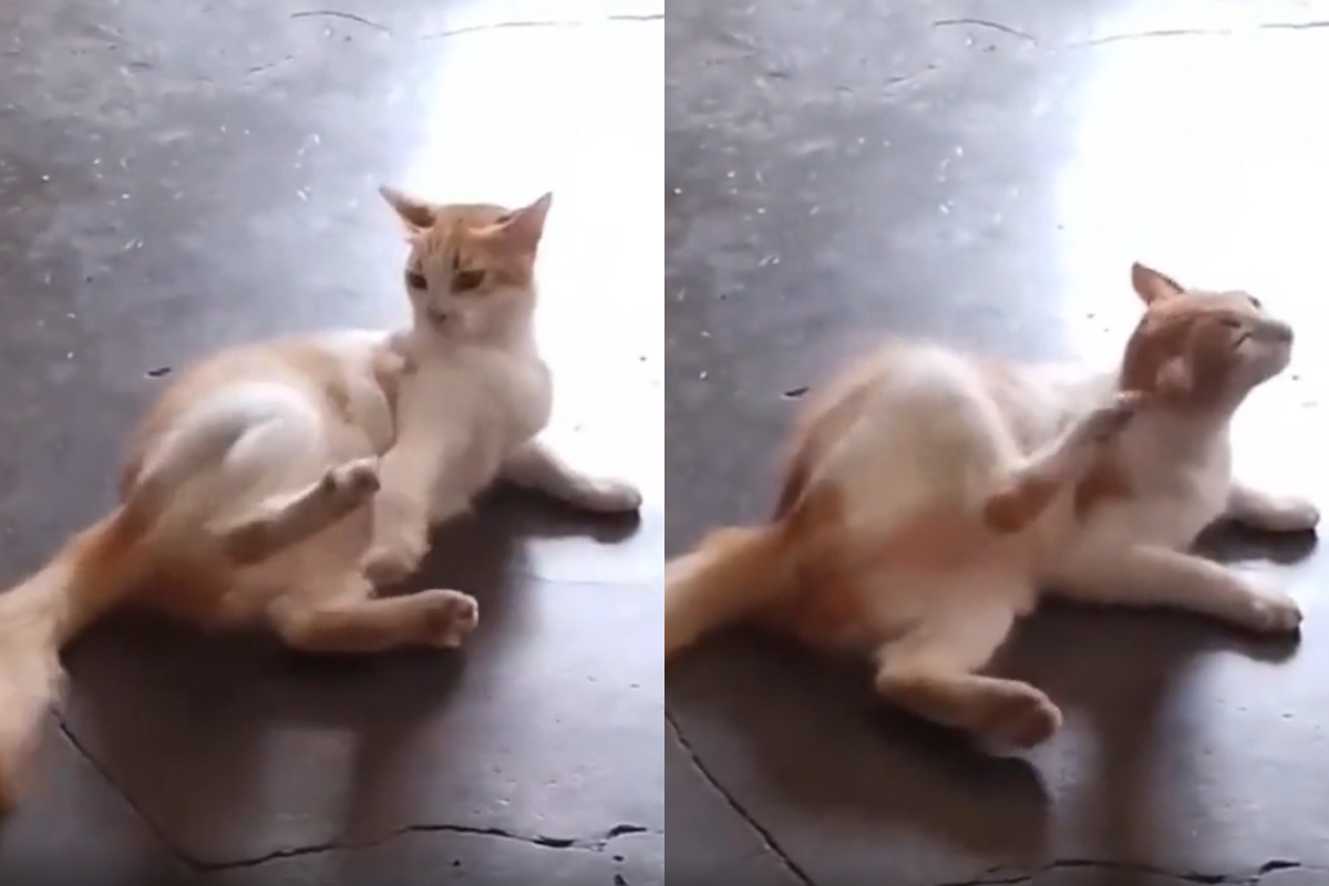 Cat