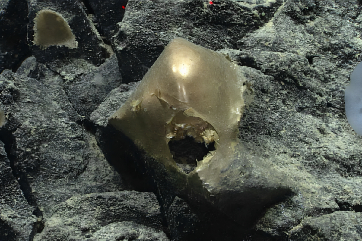 Golden Egg