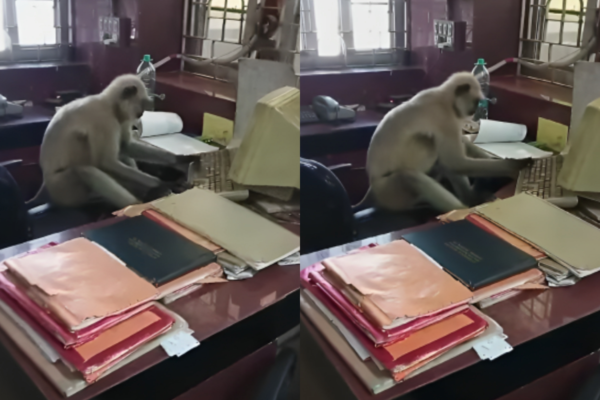 Monkey