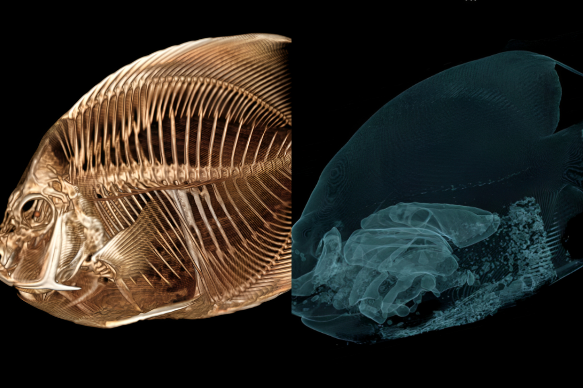 CT Scans Fish