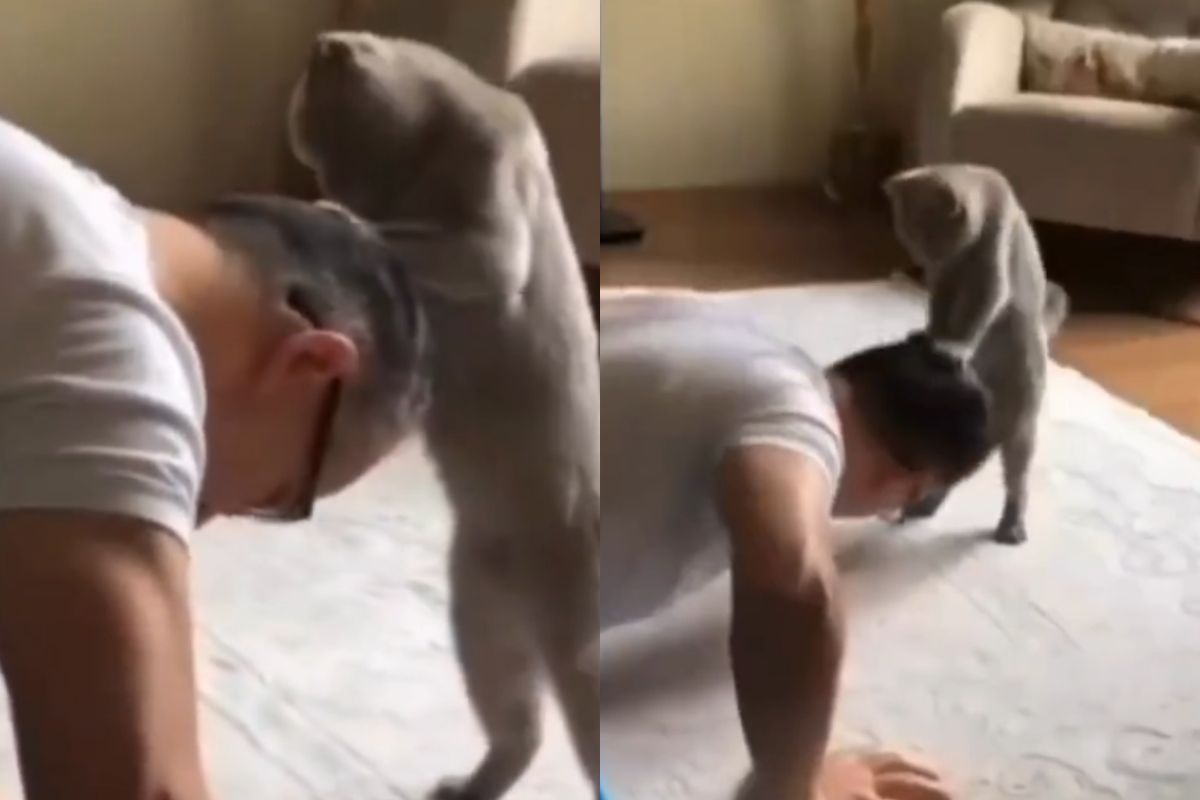Pawsonal Trainer