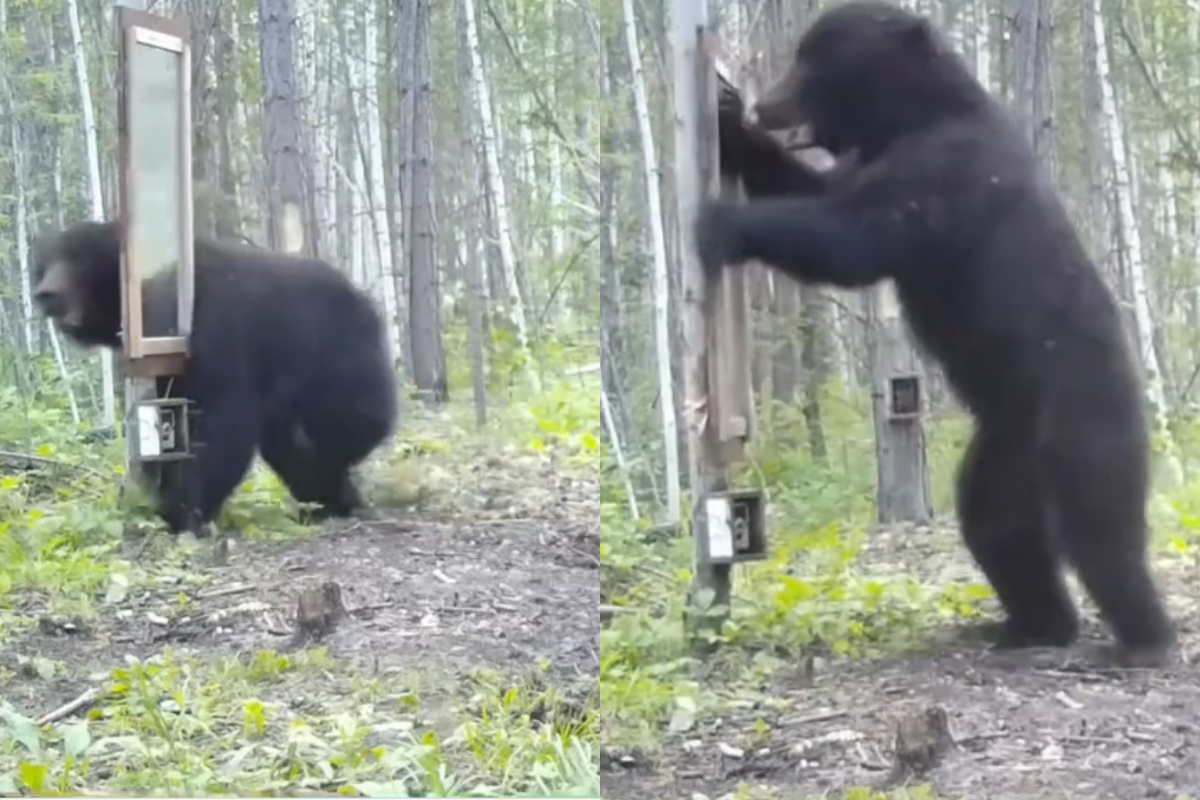 Bear