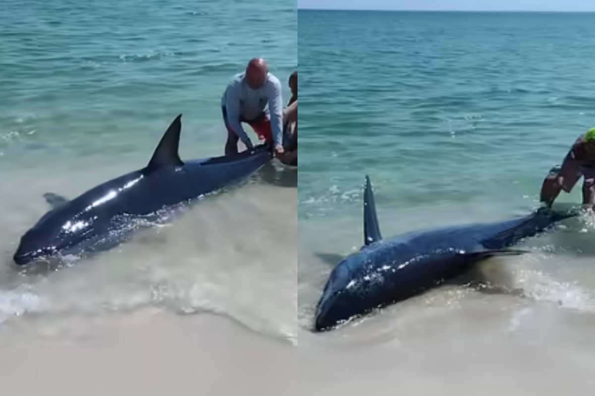 Mako Shark