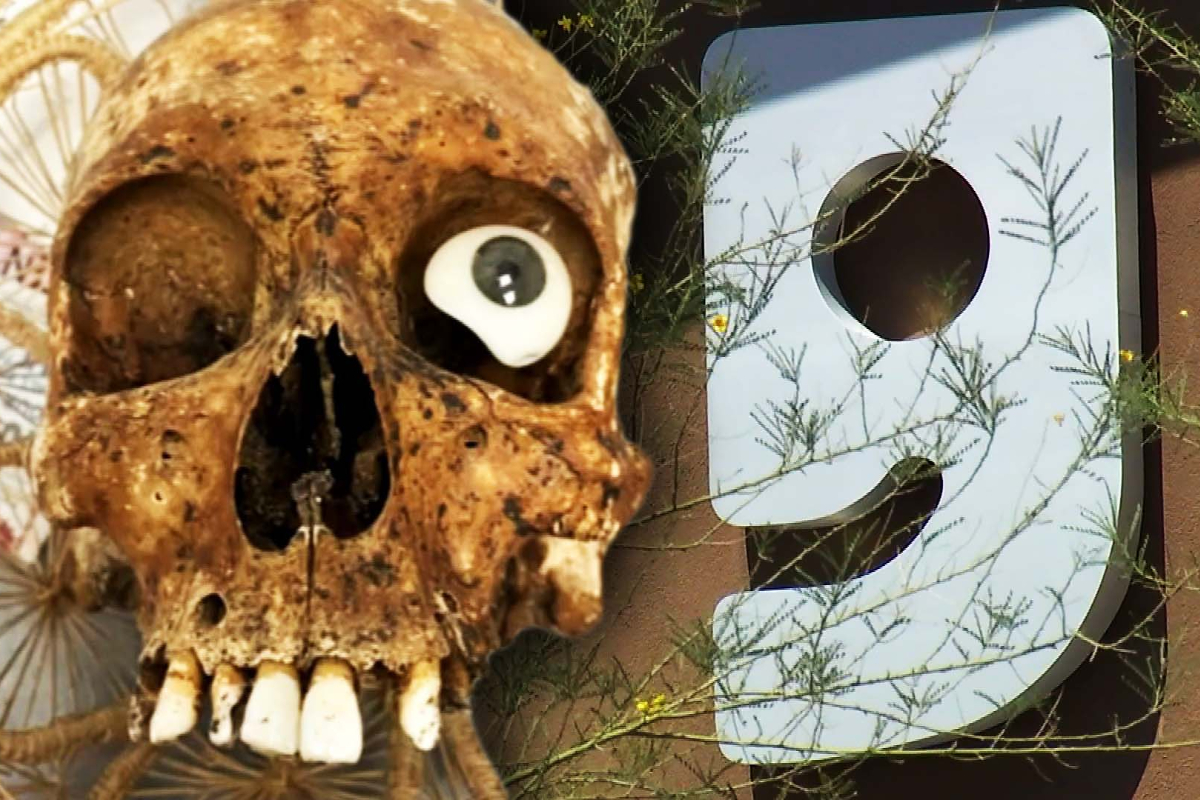 Skull found in Goodwill donation box sparks investigation
