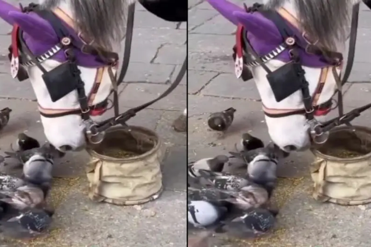 Horse