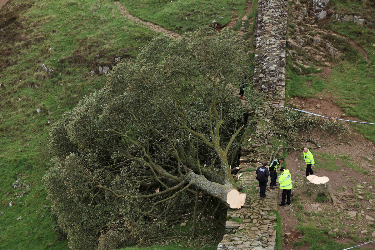 Sycamore Gap tree: Beloved British landmark cut down