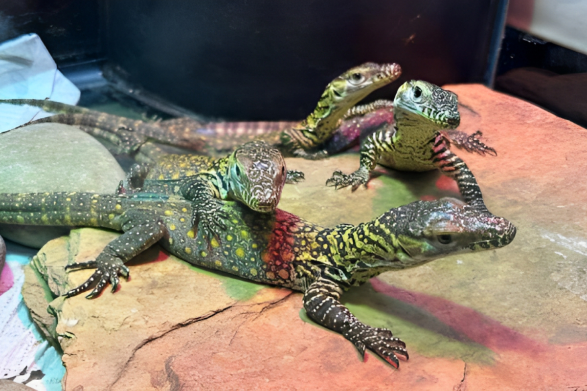 Komodo Dragons
