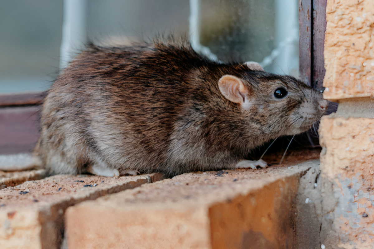 Rat Bite