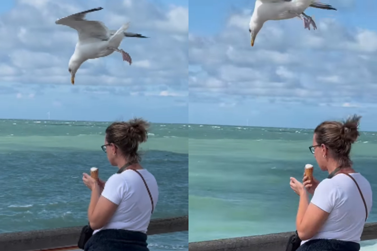 Bird Steal Ice Cream