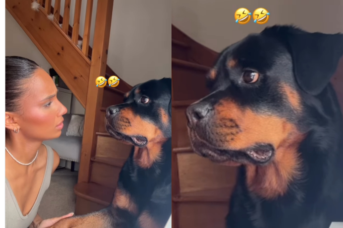 Pet Dog