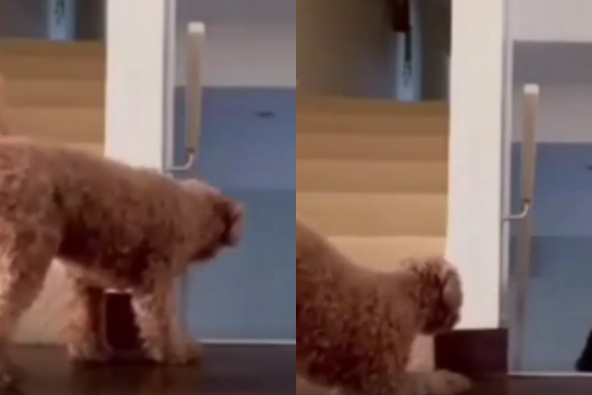 Adorable Dog