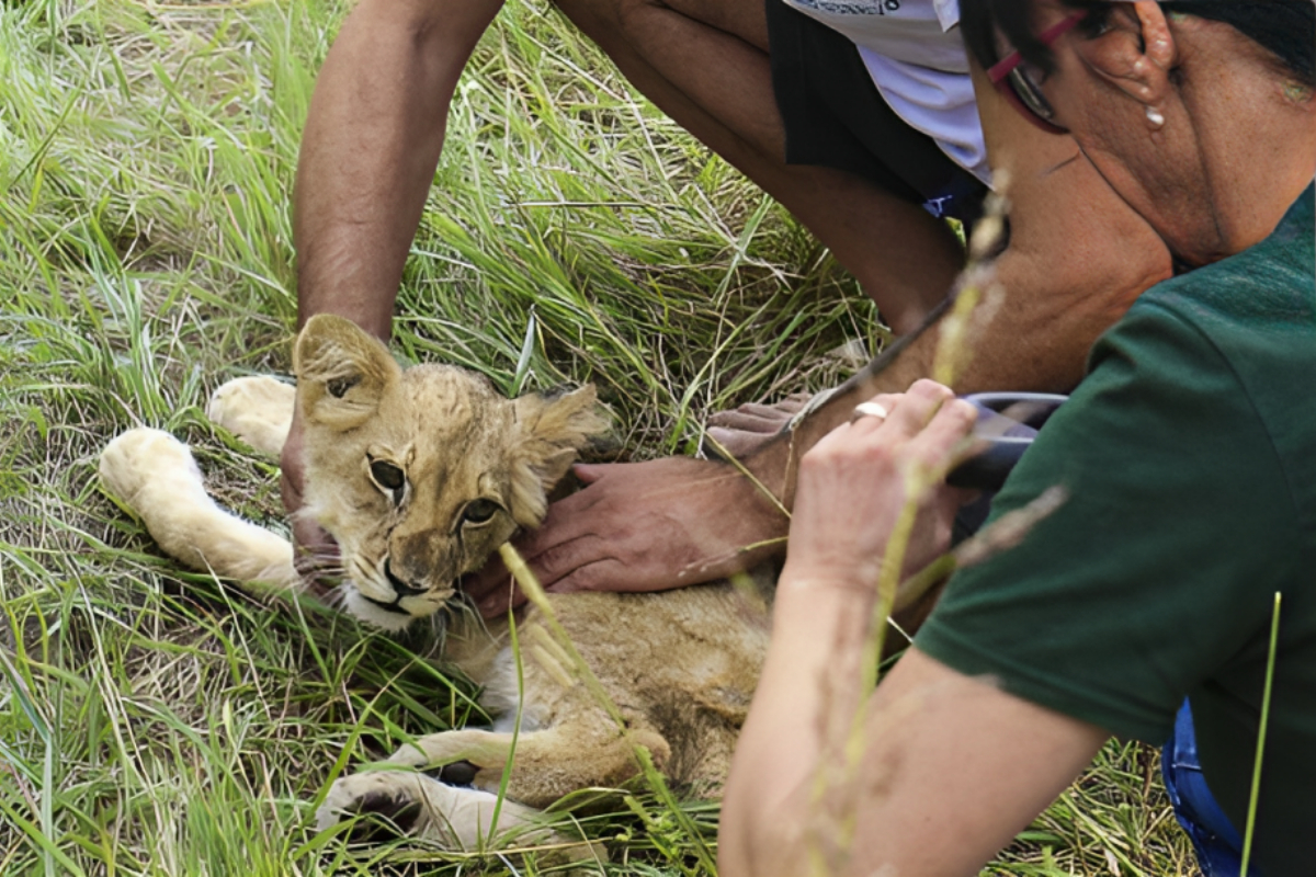 Lion Cub