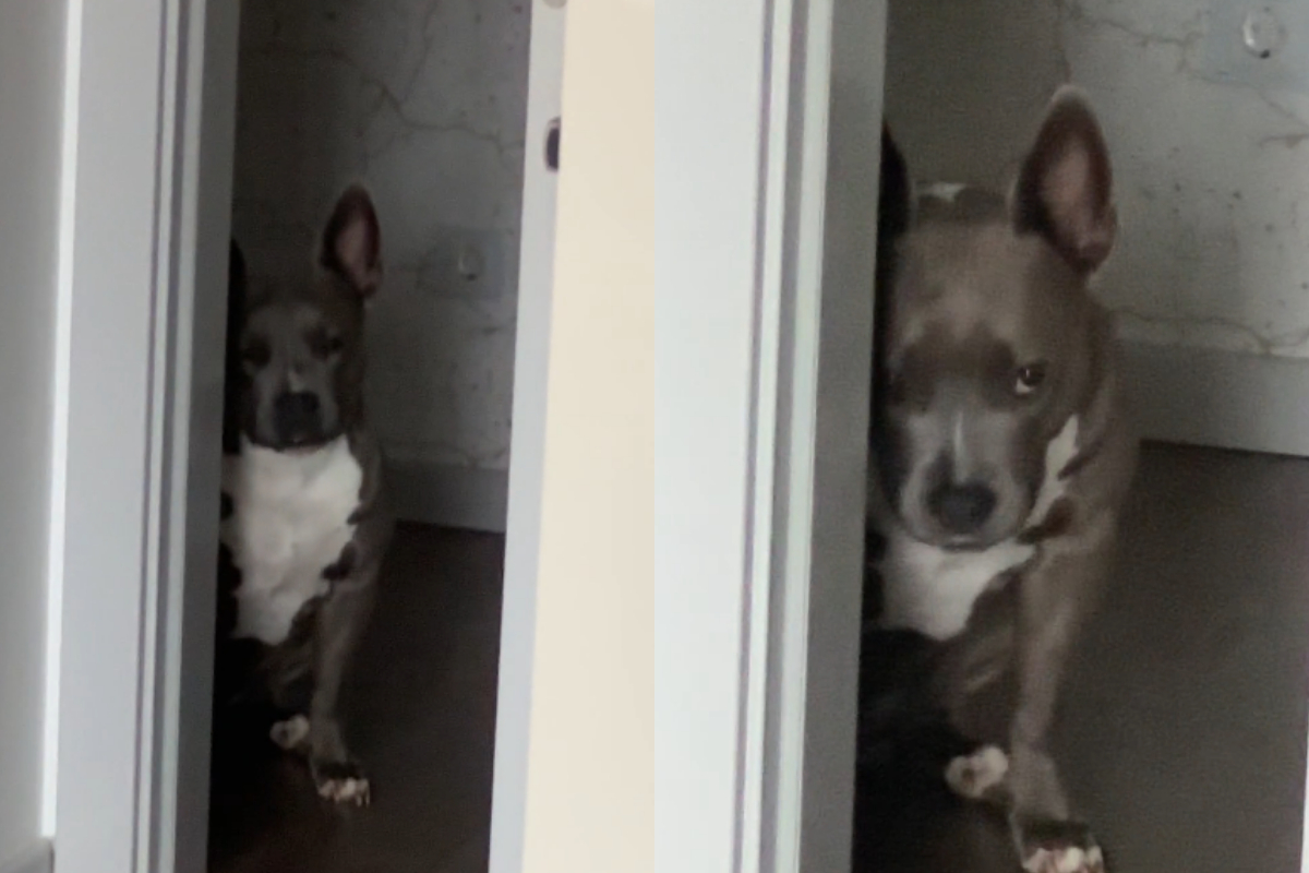 Dog