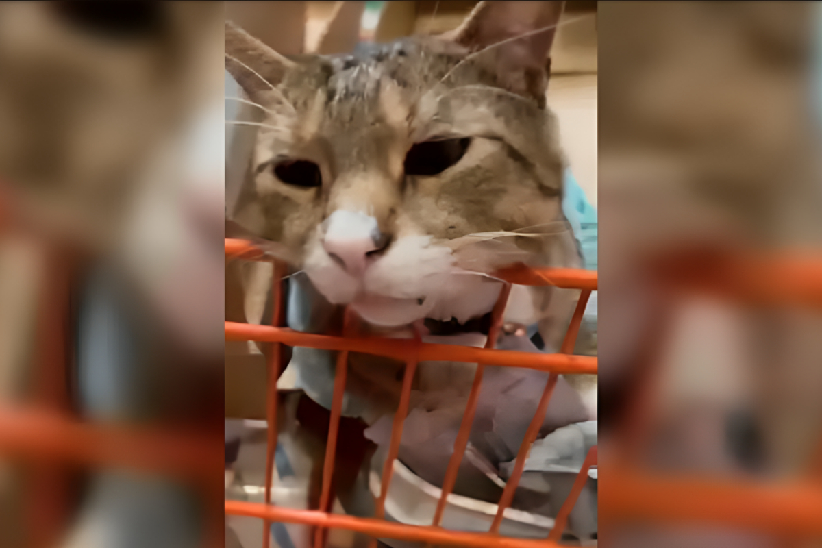 Depot Cat