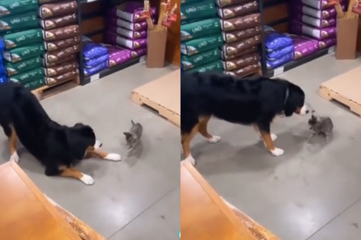 Dog