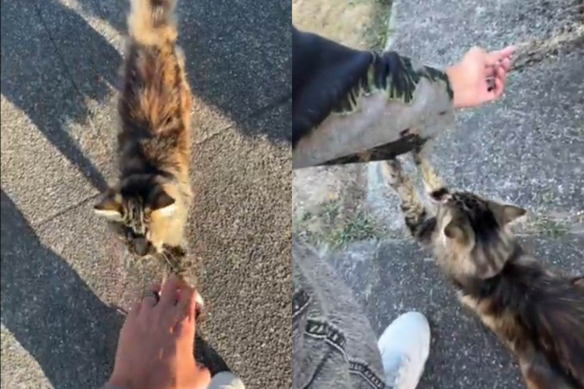 Cats