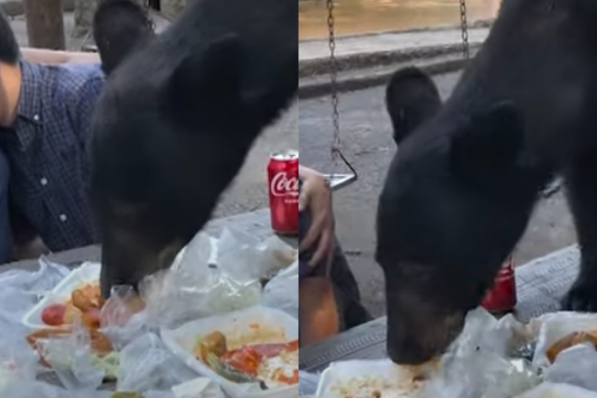 black bear