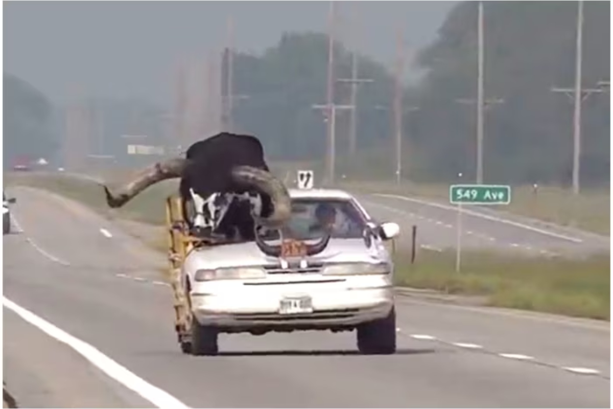 Man takes bull for a spin in car, video goes viral