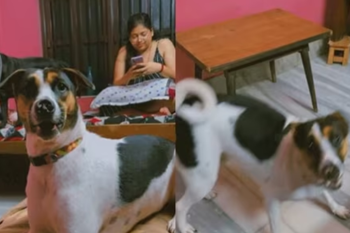 Hilarious Viral Video