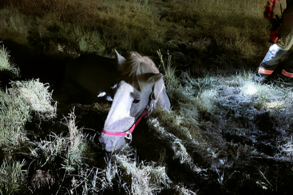Horse